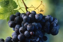 uvas