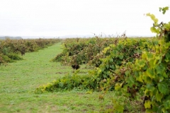 Zarejestrowane tereny Vinho Regional